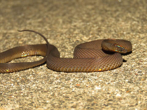 Image of Hainan Odd-scaled Snake