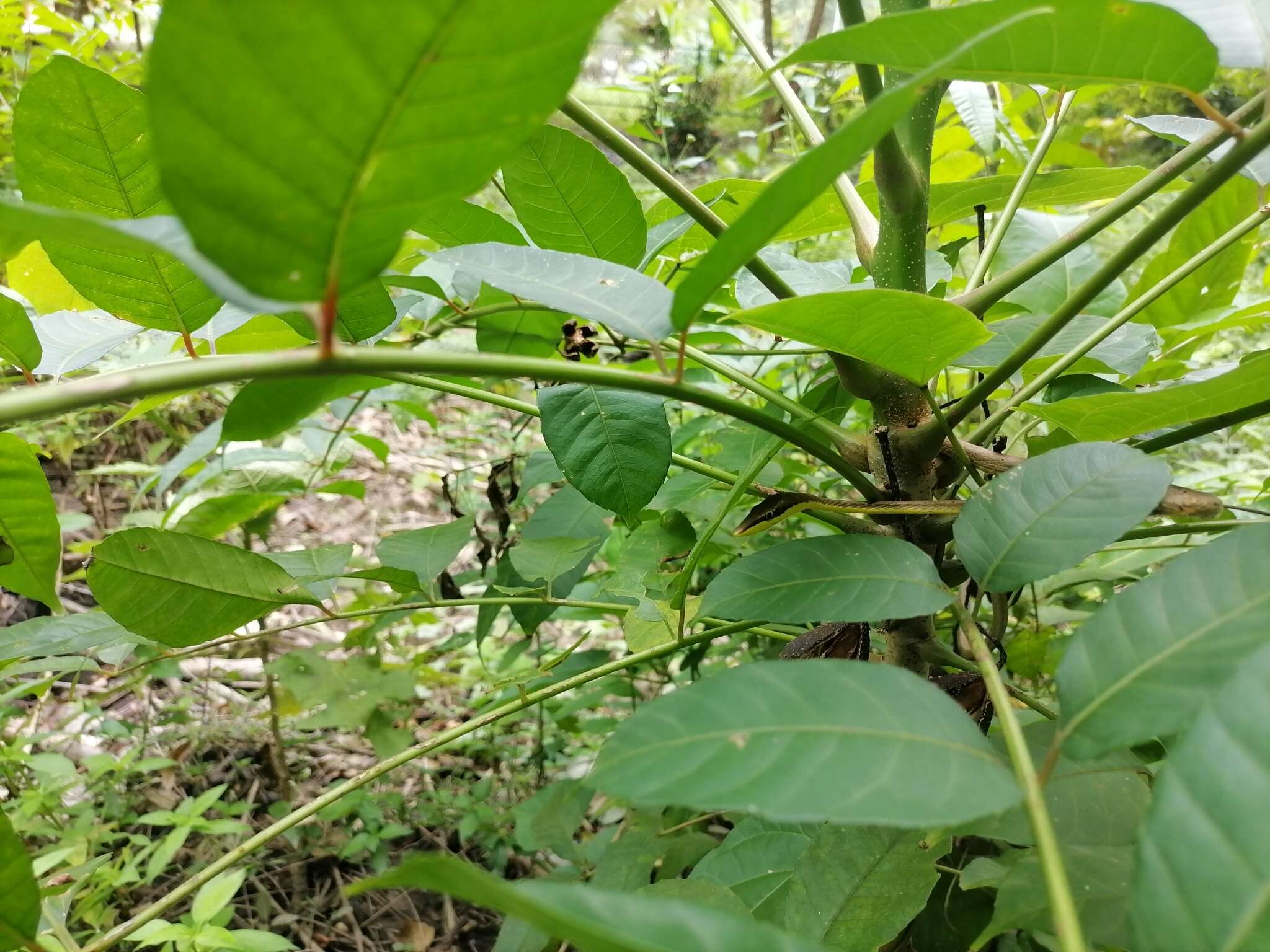 Image de Oxybelis rutherfordi