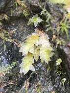 Image of sharpleaf hookeria moss