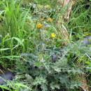 صورة Berkheya heterophylla var. radiata (DC.) Rössl.