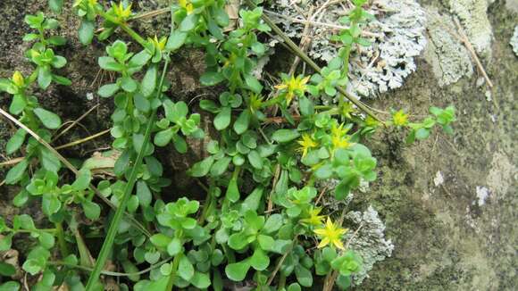 Image of Sedum bulbiferum Makino