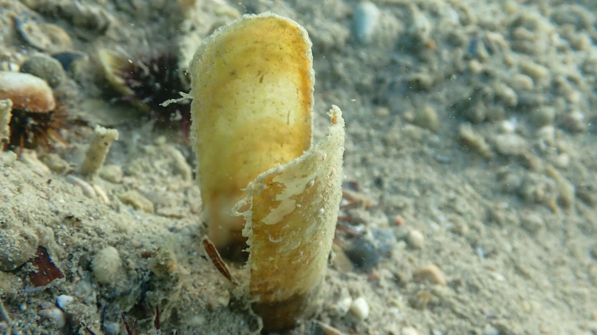 Image of Grooved Razor Shell