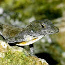 Image of Anolis jubar gibarensis Garrido 1973