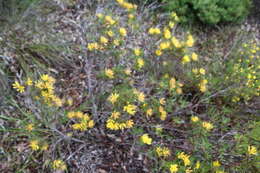 Image of Lambertia multiflora Lindl.