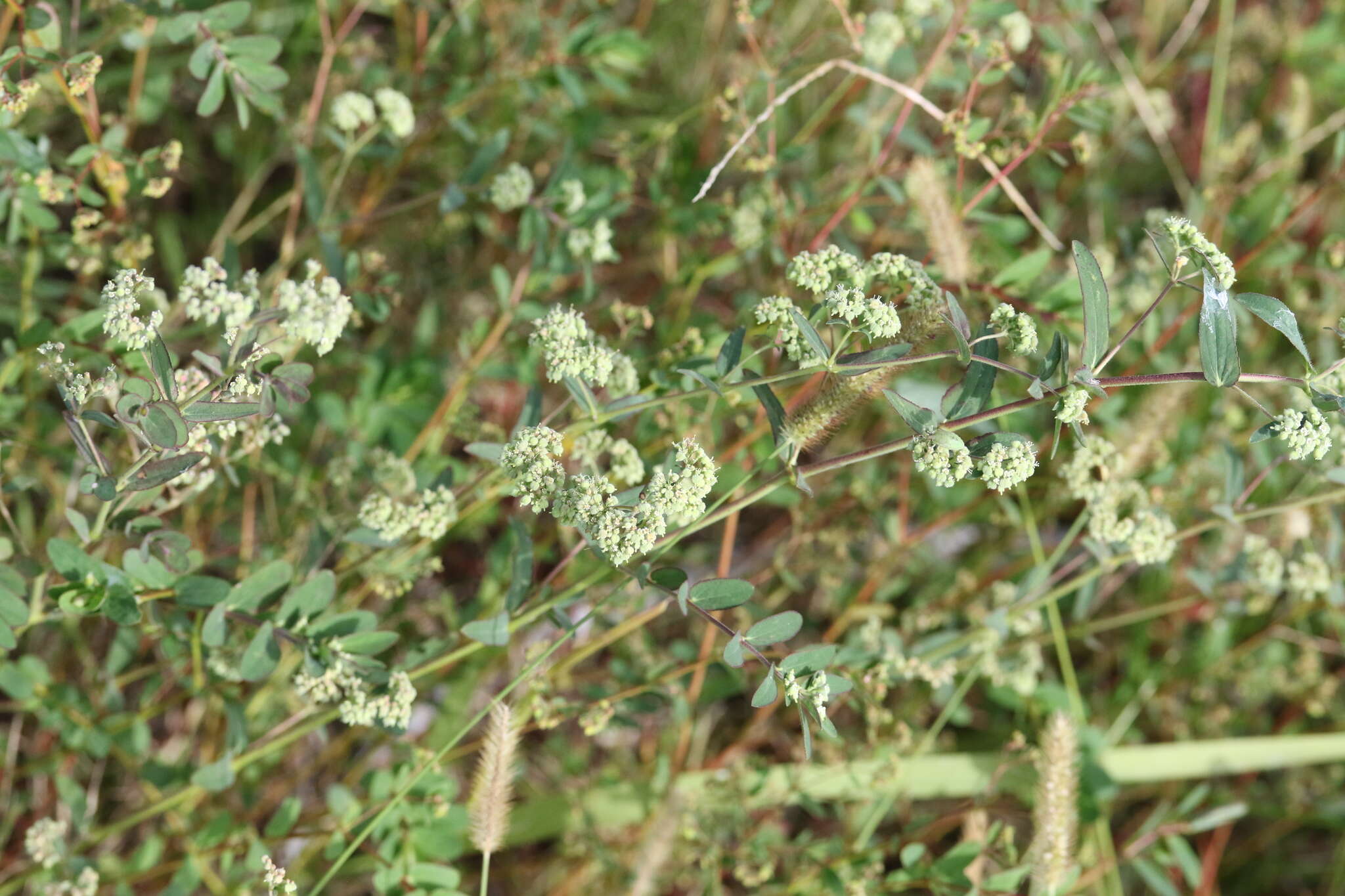 Euphorbia lasiocarpa Klotzsch的圖片