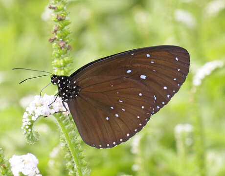 Image of Euploea sylvester hopei