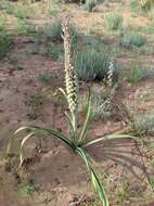 Sivun Eremurus inderiensis (M. Bieb.) Regel kuva