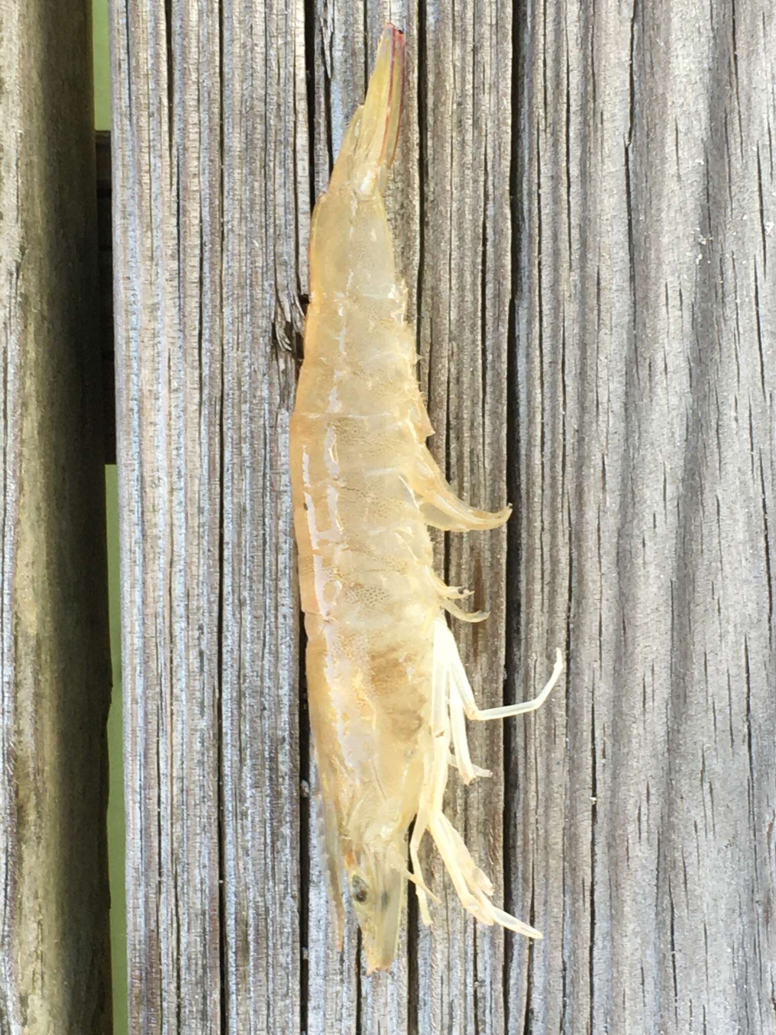 Image of Bait shrimp