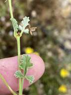 Image of Pelargonium caucalifolium subsp. caucalifolium