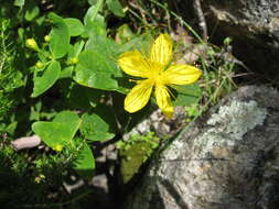 Image of Hypericum hircinum L.