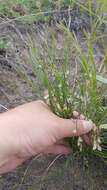 Image of Polygala tenuifolia Willd.