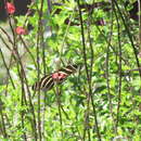 Image of Heliconius charithonia bassleri Comstock & Brown 1950