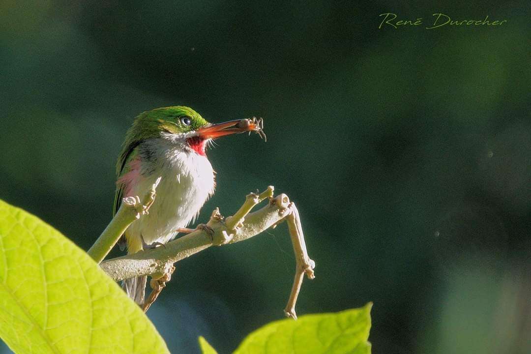 Image of Narrow-billed Tody