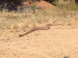 Imagem de Crotalus ruber Cope 1892