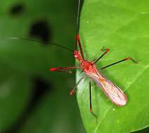 Image of Ricolla quadrispinosa (Linnaeus 1767)