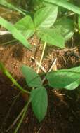 Image of blackeyed pea