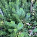 Sivun Myriophyllum crispatum A. E. Orchard kuva