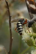 Image de Clypeadon laticinctus (Cresson 1865)