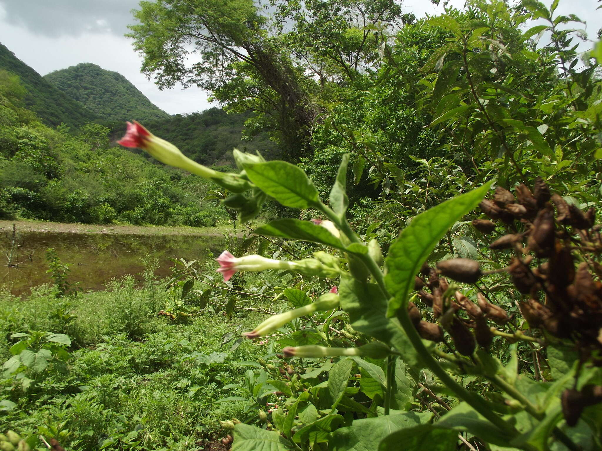 Image of cultivated tobacco