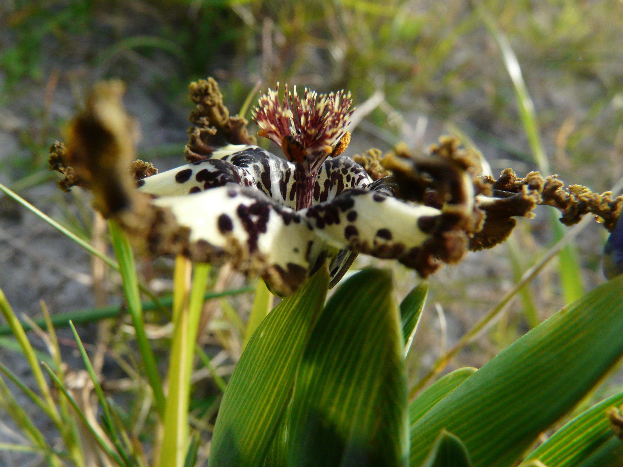 صورة Ferraria crispa Burm.