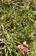 Image of Indigofera heterophylla Thunb.