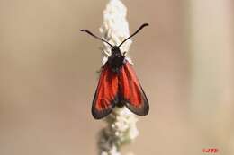 Image of Zygaena rubicundus