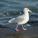 Image de <i>Larus argentatus vegae</i>