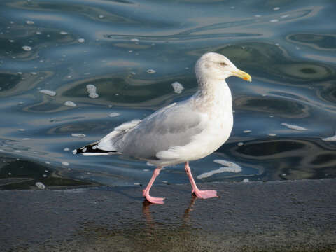 Image de <i>Larus argentatus vegae</i>