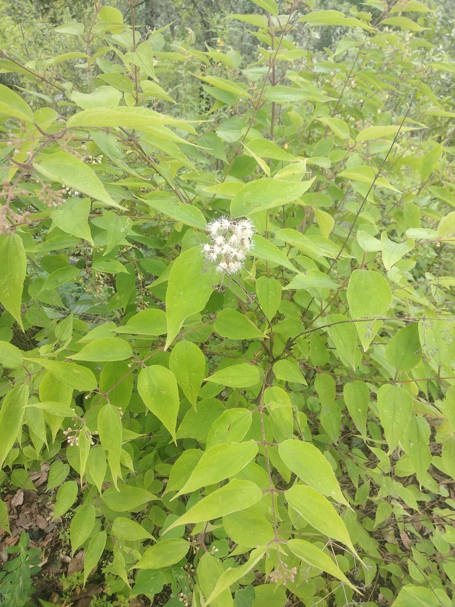 Image of Ageratina areolaris (DC.) D. Gage ex B. L. Turner