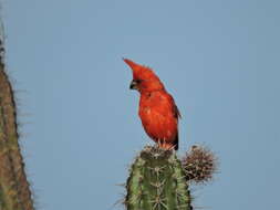 Plancia ëd Cardinalis phoeniceus Bonaparte 1838