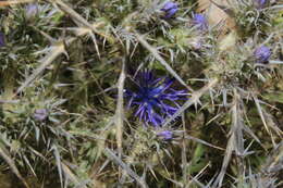 Plancia ëd Cardopatium corymbosum (L.) Pers.