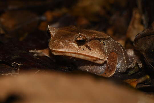 صورة Hemiphractus scutatus (Spix 1824)