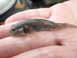 Image of Rhinogobius gigas Aonuma & Chen 1996