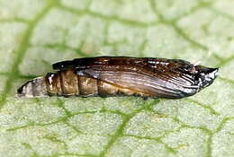 صورة Phyllonorycter populifoliella (Treitschke 1833)