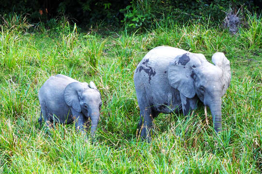 Image of African forest elephant