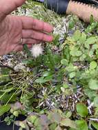 Plancia ëd Dryas integrifolia subsp. sylvatica (Hulten) Hulten