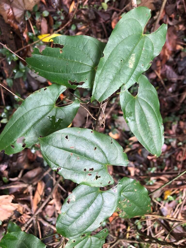 Dioscorea transversa R. Br. resmi