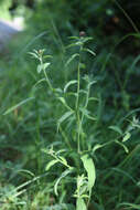 Image de Betonica officinalis L.