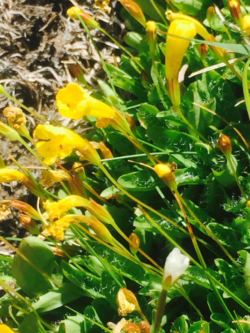 Image of Yellow Creeping Monkey-Flower