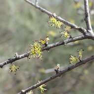 Image of desert olive