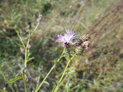 Image of Tyrol knapweed