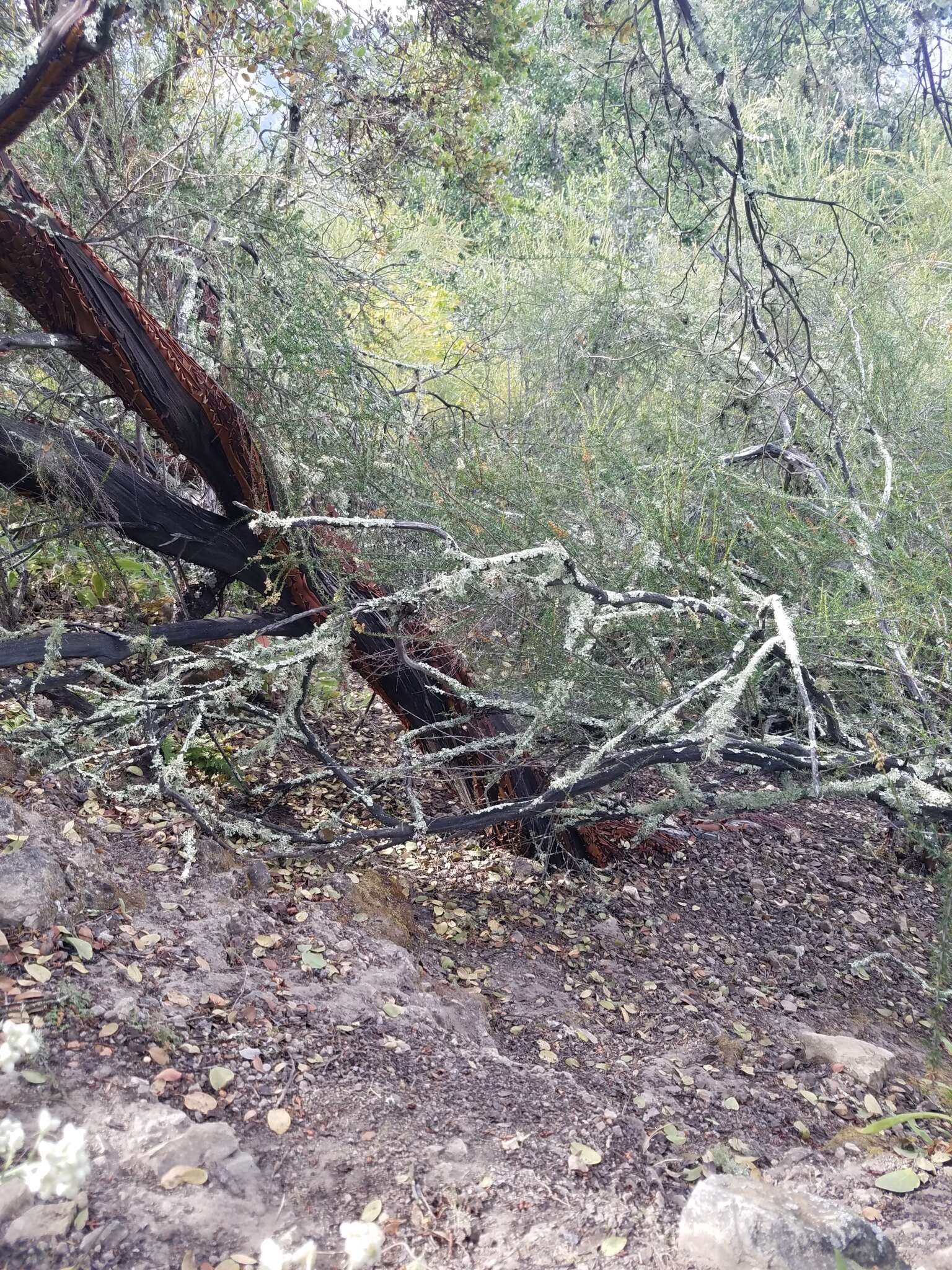 Image of La Panza manzanita