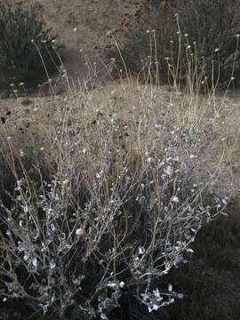 Sivun Encelia actonii Elmer kuva