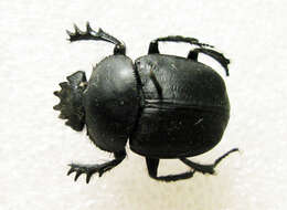 صورة Scarabaeus typhon (Fischer von Waldheim 1823)