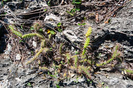 Image of Roving Pricklypear