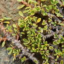 Image of Discaria nana (Clos) B. & H. ex Weberb.