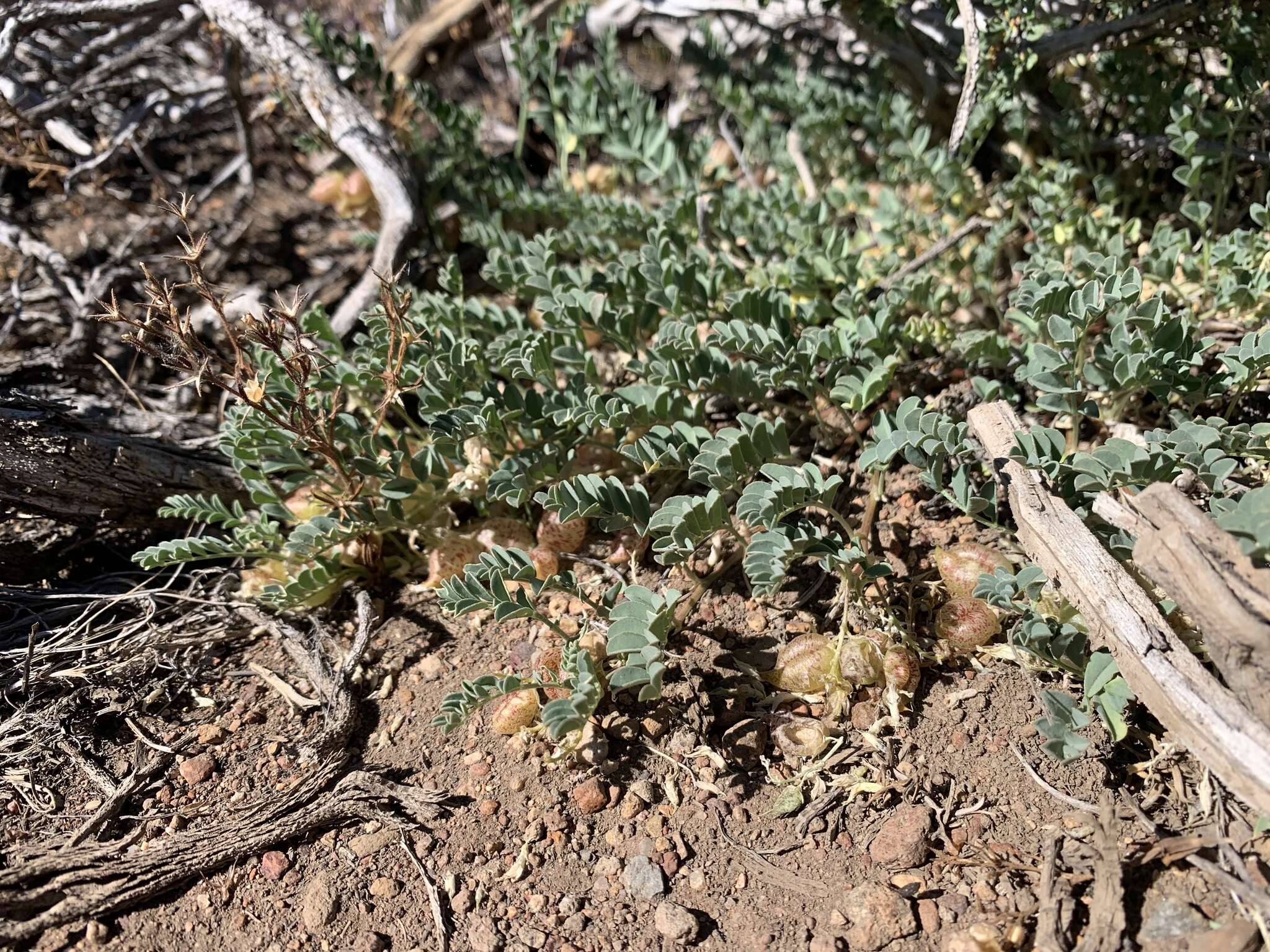 Image of freckled milkvetch