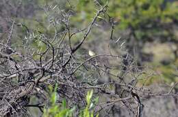 Image of Yellow-fronted Canary