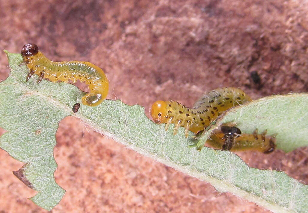 Image of Mountain-ash sawfly