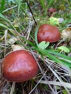 Image of Suillus grevillei (Klotzsch) Singer 1945